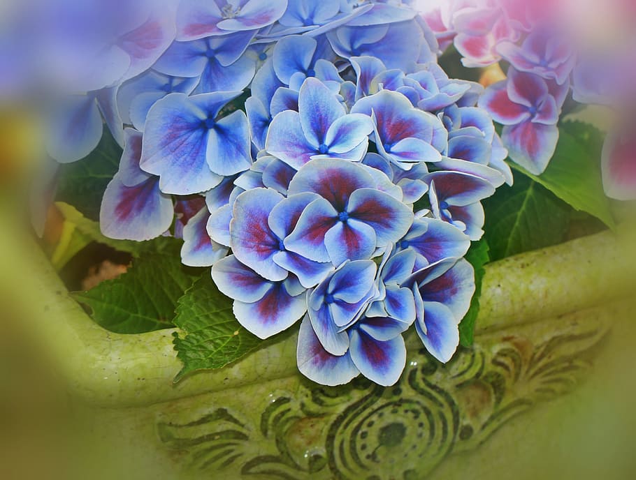 hydrangea, flowers, inflorescence, genus, ornamental shrubs HD wallpaper