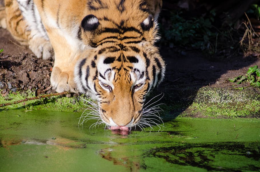 tiger, drinking, pool, big cat, feline, wildlife, nature, zoo HD wallpaper
