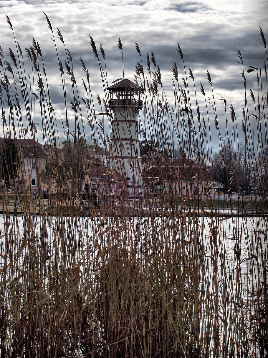 autumn, water tower, reed, nature, reed - Grass Family, plant HD wallpaper