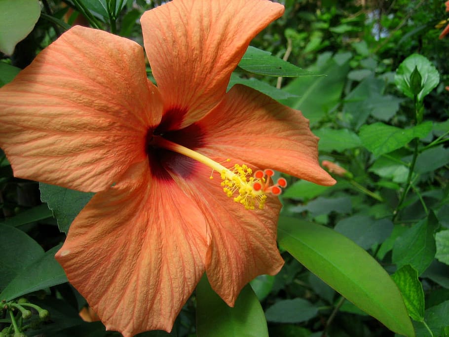 Hibiscus orange 1080P, 2K, 4K, 5K HD wallpapers free download