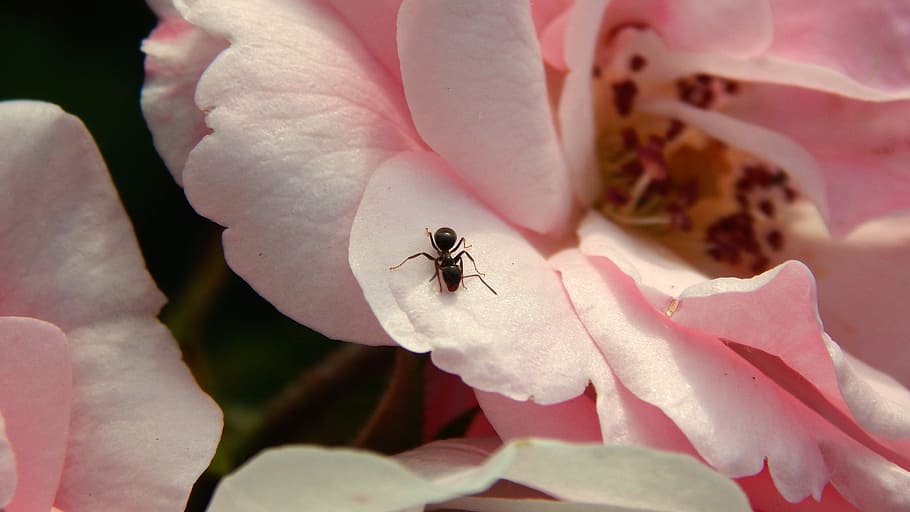 macro, mravanec, nature, flower, flowering plant, petal, animal wildlife HD wallpaper