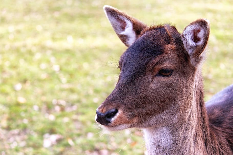 Roe Deer, Fallow Deer, Wild, Animal, mammal, wildlife photography HD wallpaper