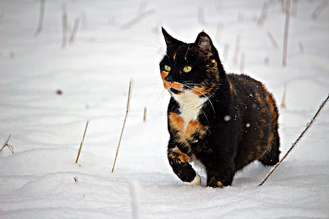 medium-coated black, brown, and white cat, snow, winter, mieze HD wallpaper