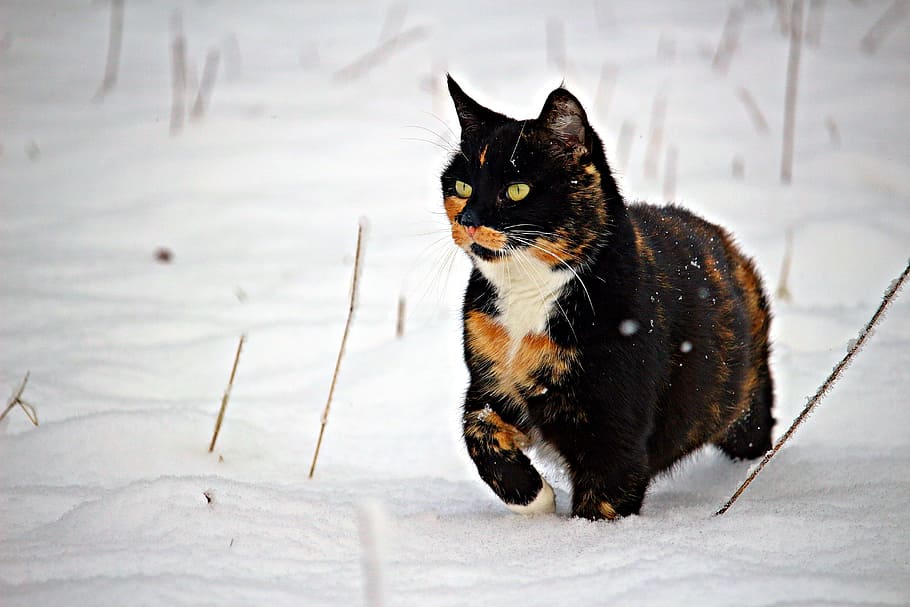 medium-coated black, brown, and white cat, snow, winter, mieze HD wallpaper