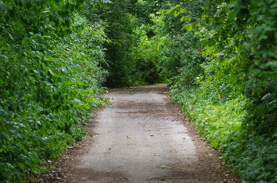 walkway, forest, nature, trees, walking tour, country, green HD wallpaper