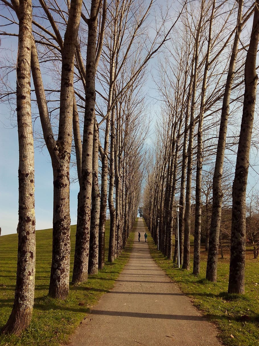 trail, trees, nature, path, park, walk, campestre, santiago of compostela HD wallpaper