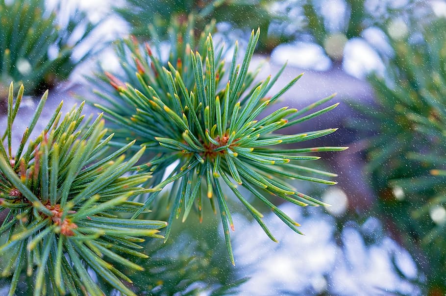 plant, tree, needles, conifer, green, cedar, winter, nature HD wallpaper