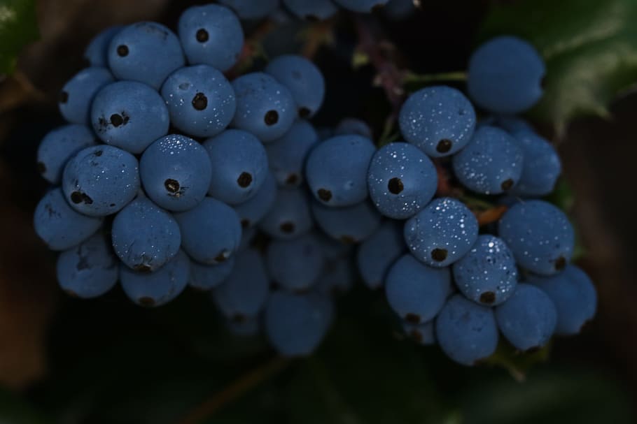 berry, autumn, nature, fall, food and drink, berry fruit, healthy eating HD wallpaper