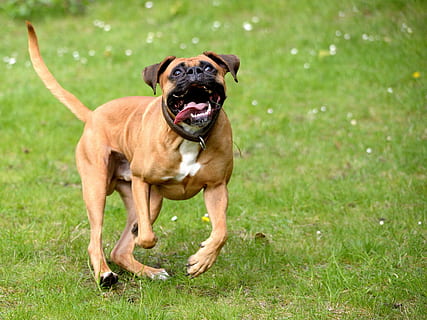 Dog, Play, Force, Romp, Animal, joy, meadow, pets, canine, purebred Dog HD wallpaper