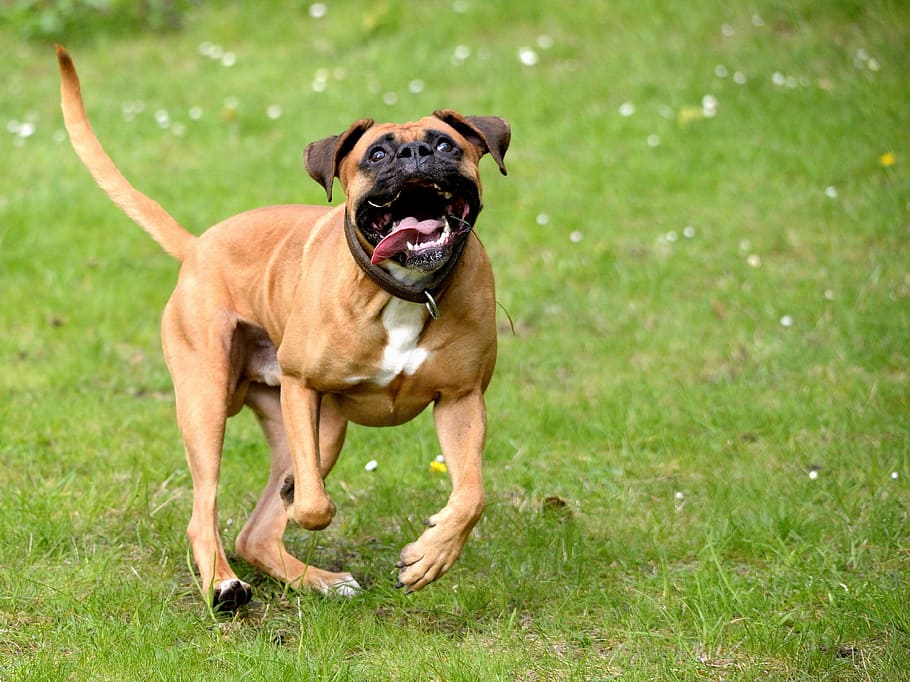 Dog, Play, Force, Romp, Animal, joy, meadow, pets, canine, purebred Dog HD wallpaper