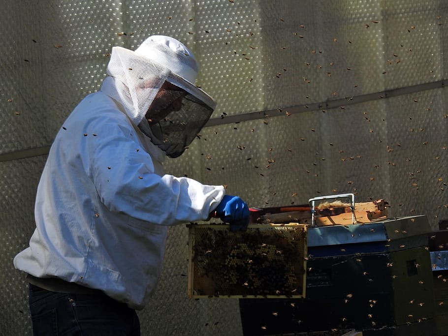 Beekeeper, Bee Hives, Bee Keeping, bees, honey bees, insect HD wallpaper