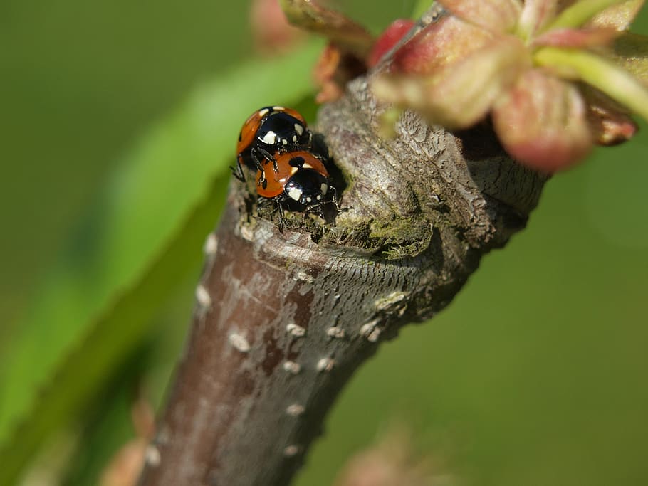 ladybug, pairing, close up, insect, animals in the wild, close-up HD wallpaper