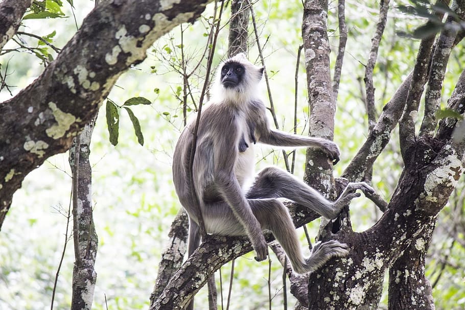 monkeys, animals, mammals, sitting, alone, isolated, wildlife HD wallpaper