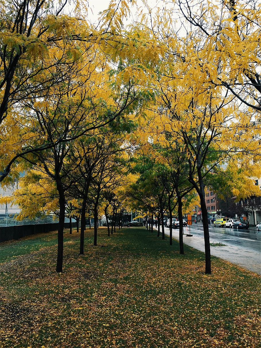 pathway between trees, two, lanes, yellow, green, leaf, near HD wallpaper