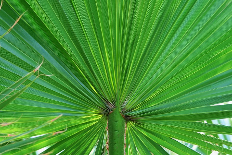 palm, leaf, fan, green, tropical, foliage, branch, flora, floral HD wallpaper