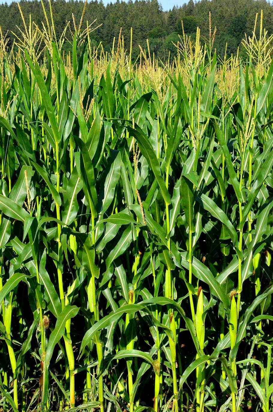 grain, corn, field, cereals, green, background, ripe, nature HD wallpaper