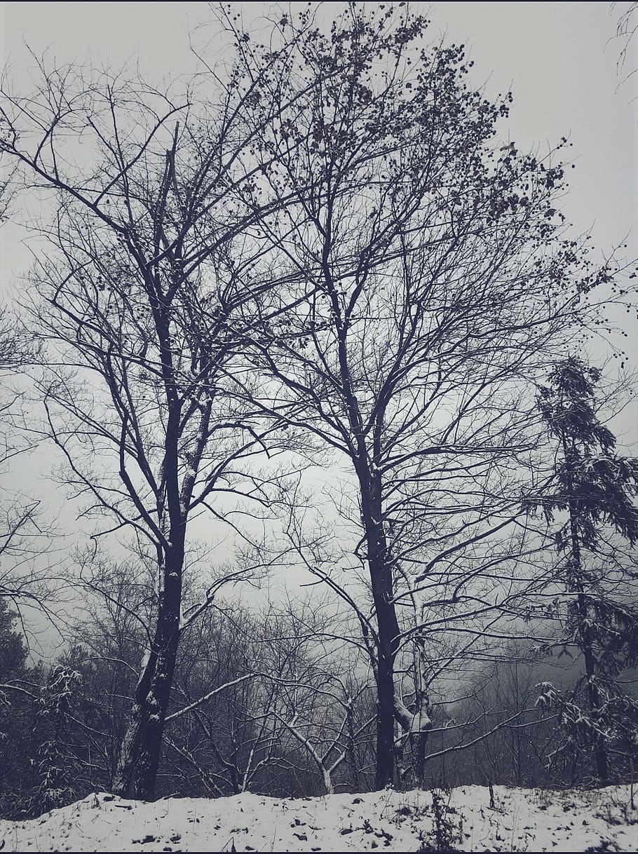 the first game, snow, hill, winter, tree, nature, cold - Temperature HD wallpaper