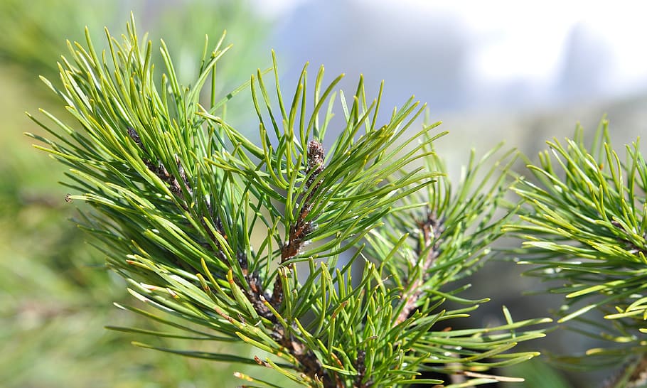 Siberian Dwarf Pine, Conifer, pine green, branch, close, tree HD wallpaper