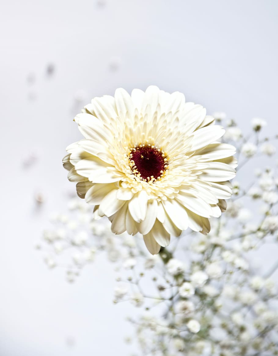 shallow focus photo of white flower, closeup photography of beige and white petaled flower HD wallpaper