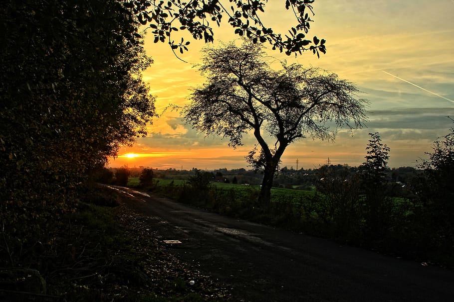 sunset, tree, field, road, twilight, landscape, sky, plant HD wallpaper