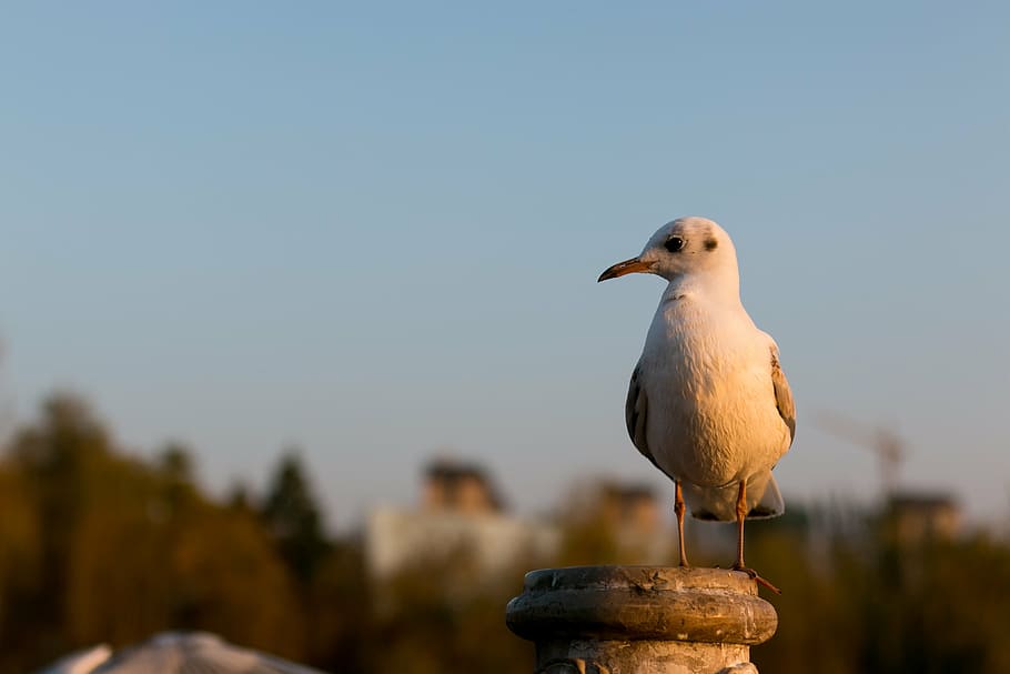 aaron, barry, json, animal themes, bird, vertebrate, focus on foreground HD wallpaper