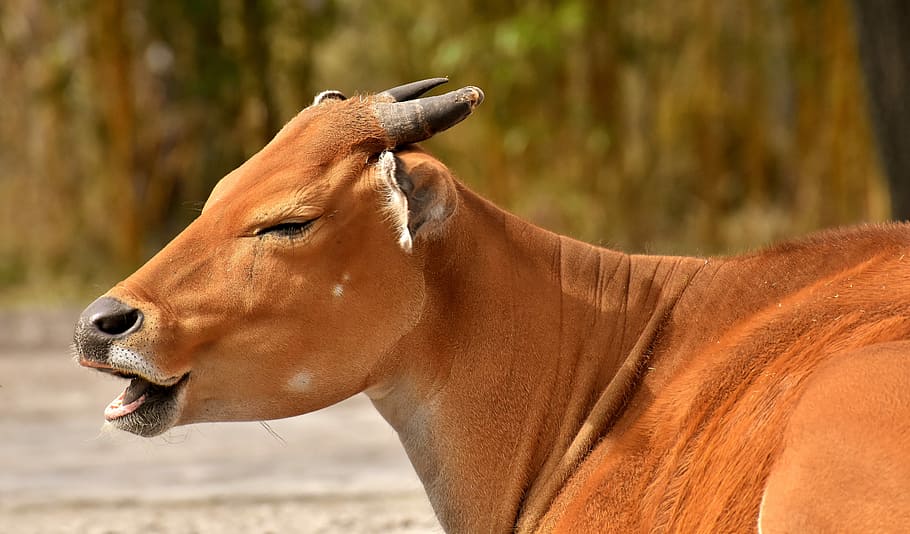 selective focus photography of brown cow, banteng, beef, bos javanicus HD wallpaper