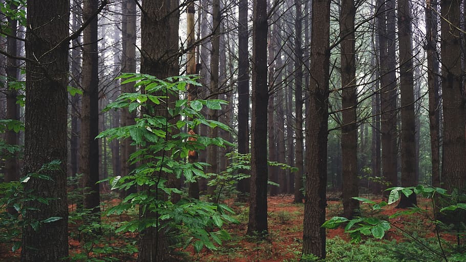 woods, forest, leaves, trees, adventure, travel, land, trunk HD wallpaper