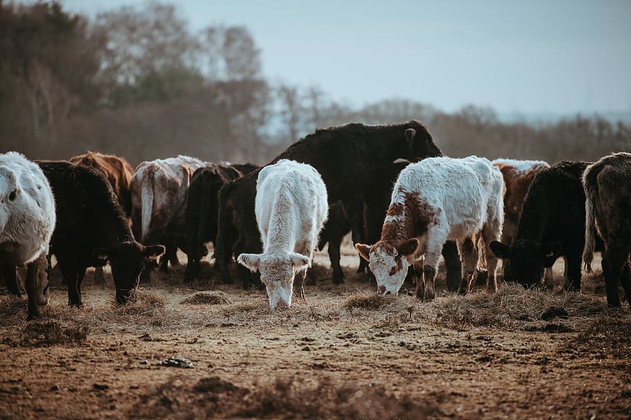 Cows grazing on a winters morning, untitled, herd, cattle, grass HD wallpaper