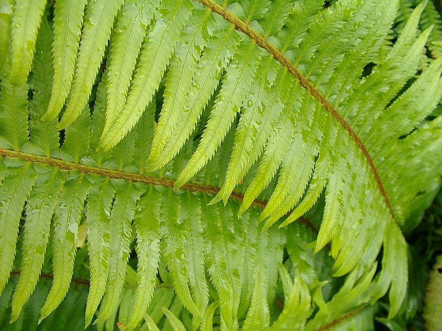 plant, leaf, nature, growth, green color, no people, freshness HD wallpaper
