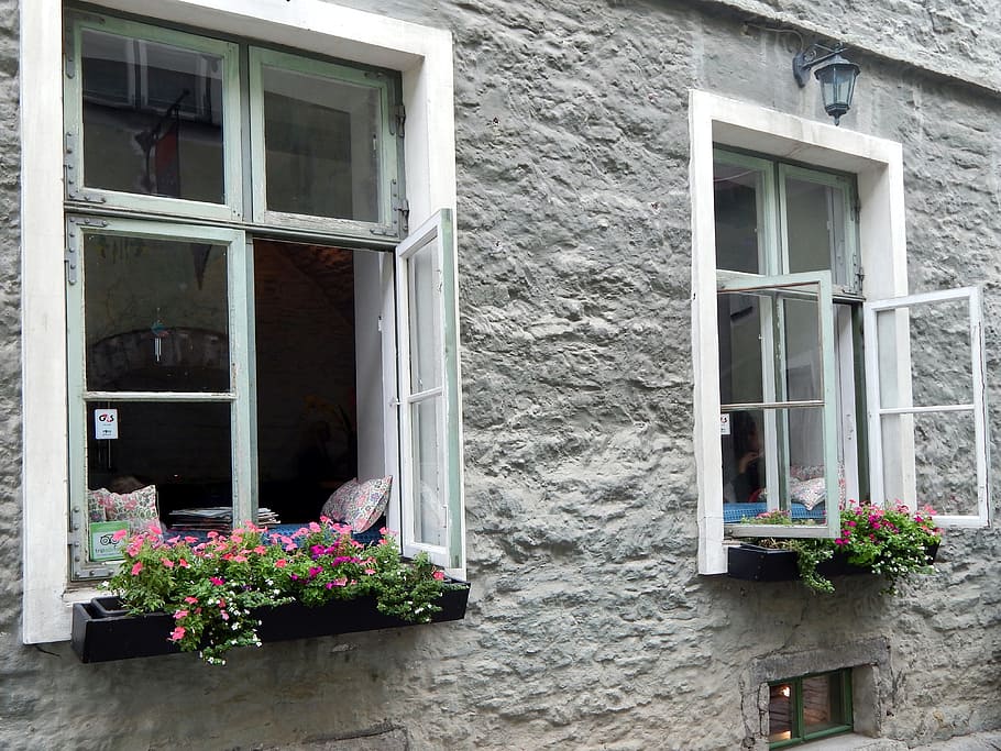 estonia, city, window, flowering plant, built structure, architecture HD wallpaper