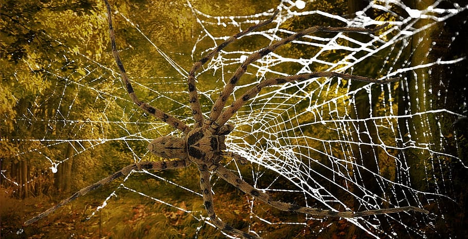 spider, network, cobweb, close, strained networks, arachnid HD wallpaper