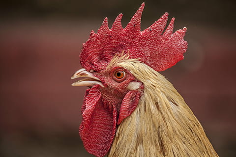 selective focus photography of beige rooster, red, brown, chicken HD wallpaper
