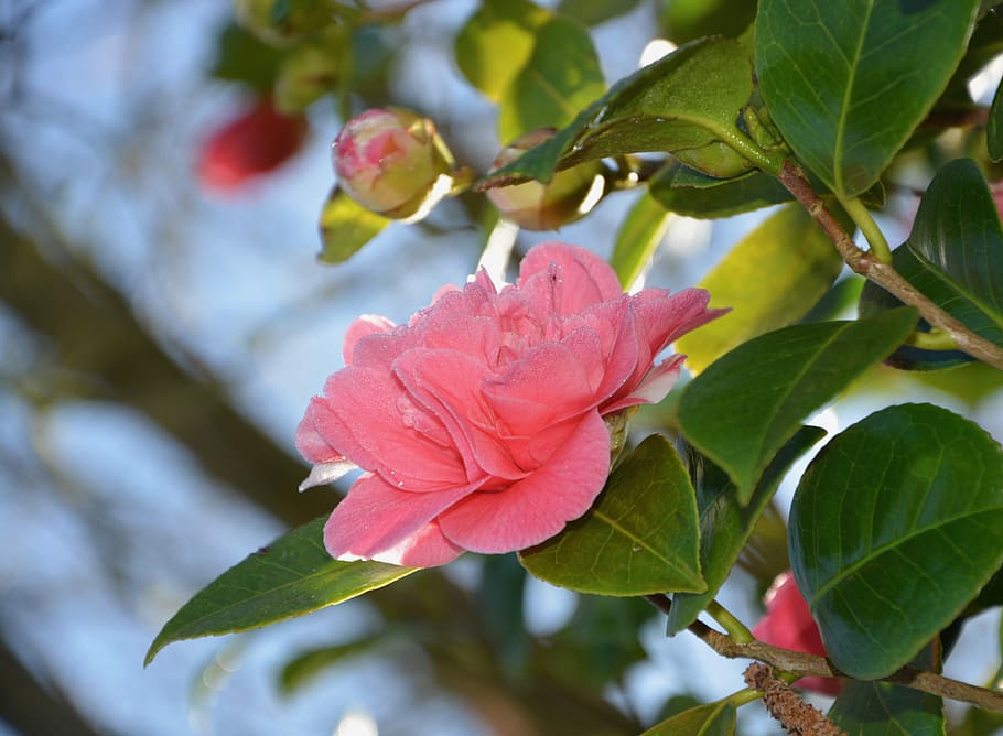 flower, flowers, buttons of camellia, nature, tree, plant, leaf shrub, HD wallpaper