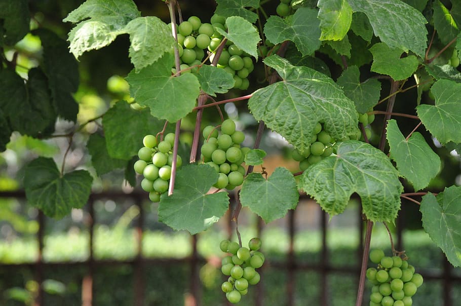 grapes, green, growth, fruit, food and drink, healthy eating HD wallpaper