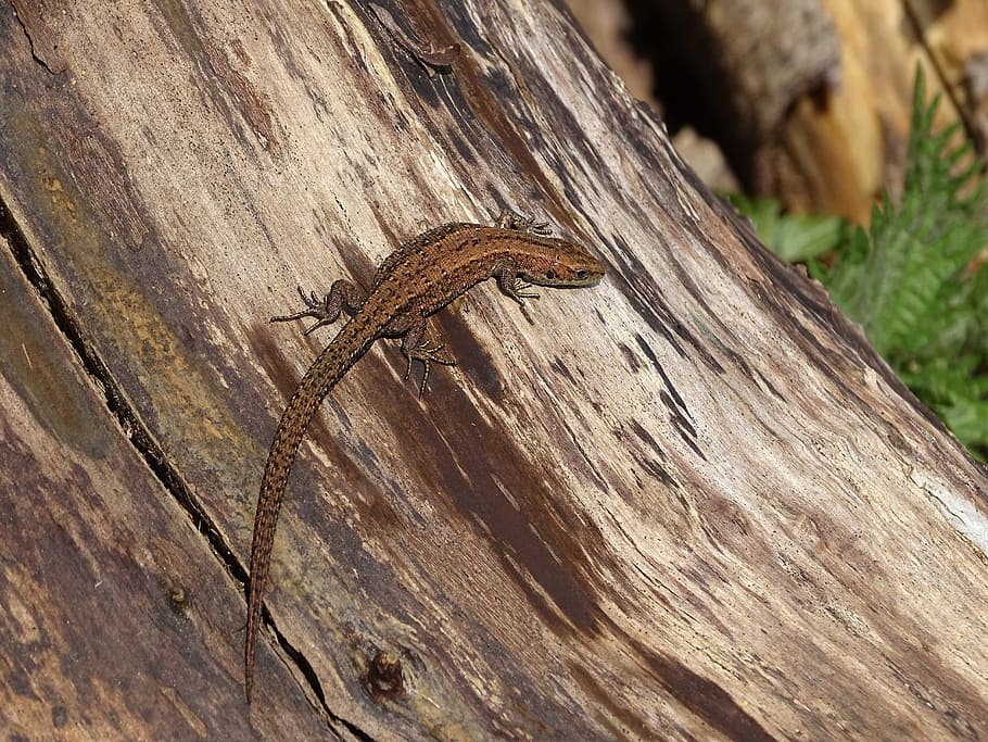 Common Lizard, Reptile, Wildlife, fauna, one animal, animal wildlife HD wallpaper