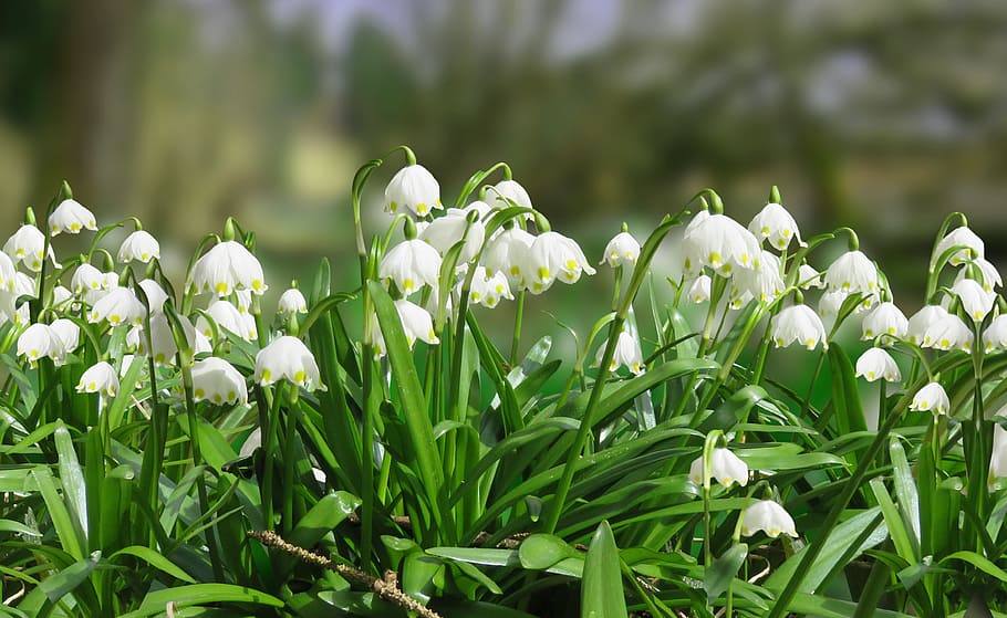 Hd Wallpaper White Flowers With Green Leaves Spring Snowflake Spring Flower Wallpaper Flare