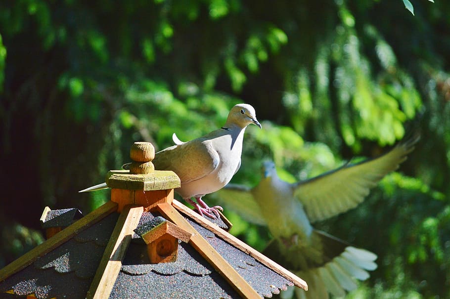 dove, bird, collared, nature, city pigeon, poultry, wing, foraging HD wallpaper