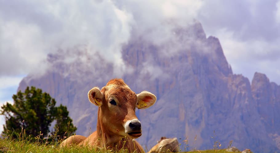 cow, dolomites, rest, prato, tranquility, grass, cattle, livestock HD wallpaper