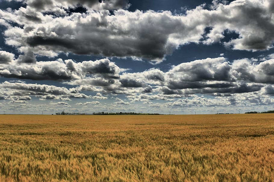 prairie, sky, clouds, scenic, nature, landscape, field, summer HD wallpaper