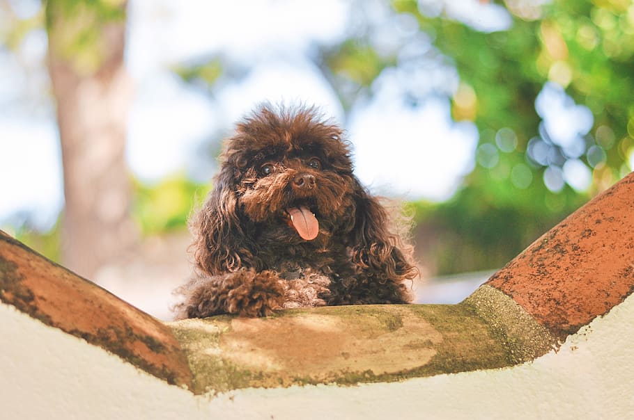 brown toy poodle puppy, dog, pet, animal, tongue, smile, smiling, HD wallpaper