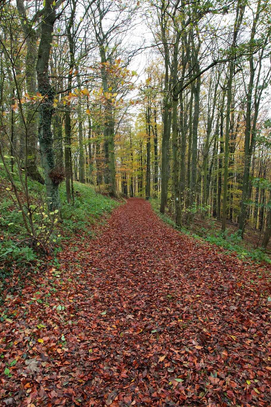 away, forest path, trees, nature, trail, hiking, landscape HD wallpaper