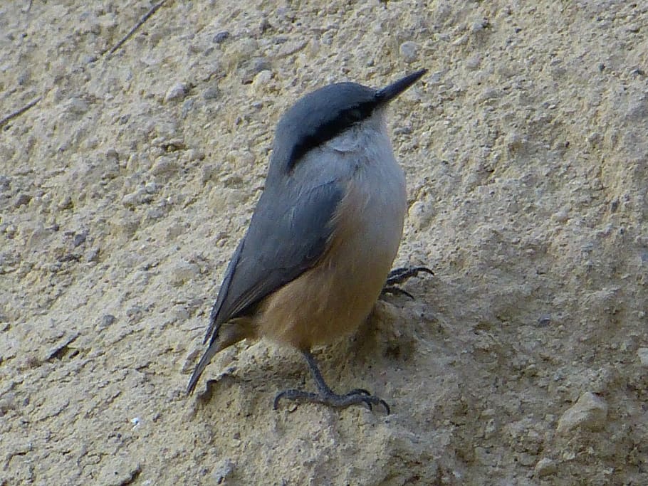 kleiber, young, small, stone wall, bird, young bird, young animal HD wallpaper