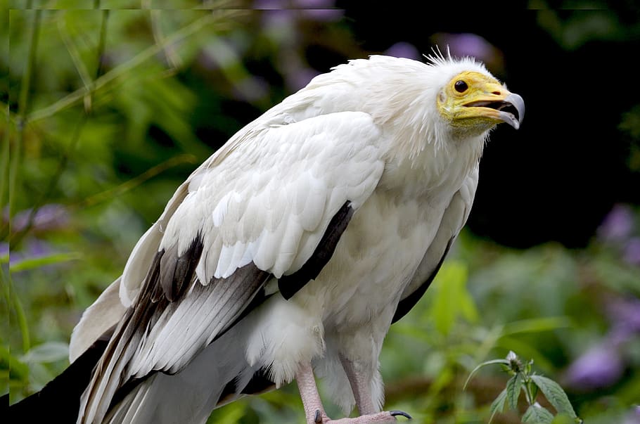 egyptian vulture, hawk-like, raptor, bird of prey, flying, animal themes