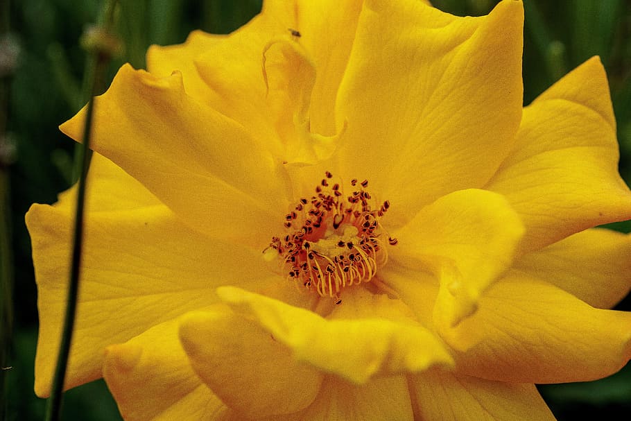 rose, yellow, macro, petals, rose blooms, yellow roses, blossom HD wallpaper