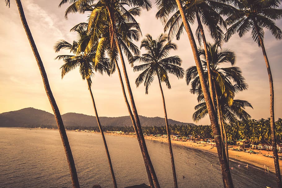 palm trees near seashore, coconut trees at beach, sand, ocean HD wallpaper