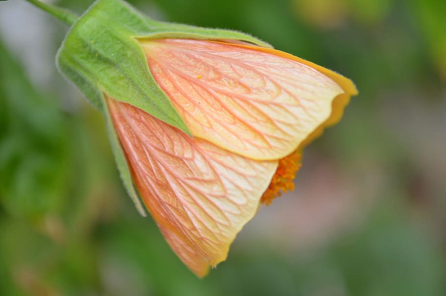 flower, bell, garden, close-up, freshness, plant, beauty in nature HD wallpaper