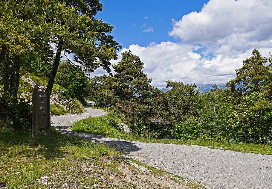 Trail, High, Mountains, Forest, Path, Pine, high mountains HD wallpaper