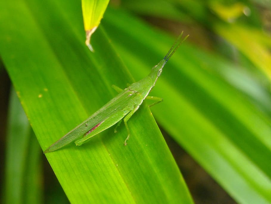 grasshopper, green, leaf, pandan, nature, insect, animal, close-up HD wallpaper