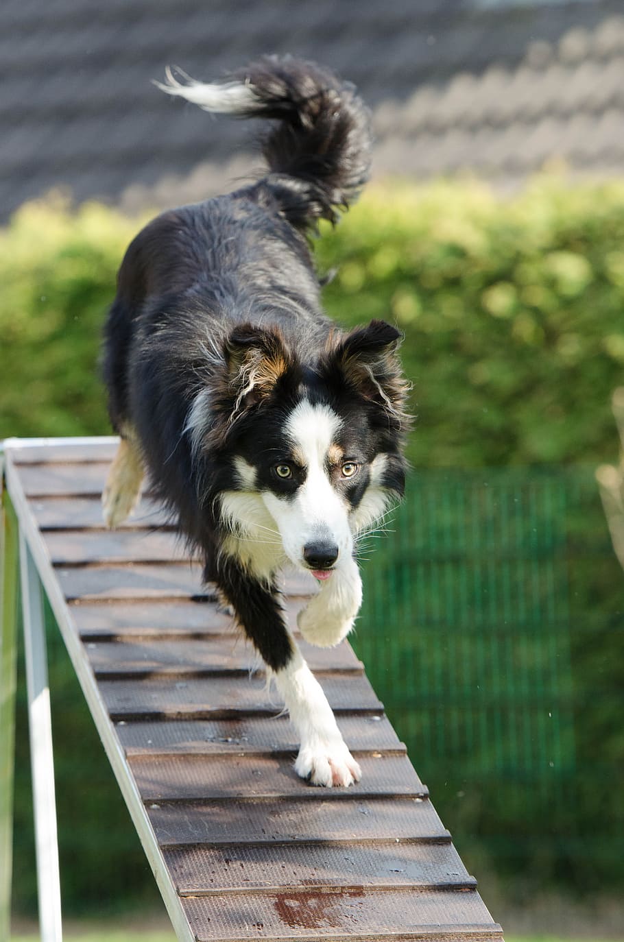 adult black and white border collie walking on board during daytime HD wallpaper