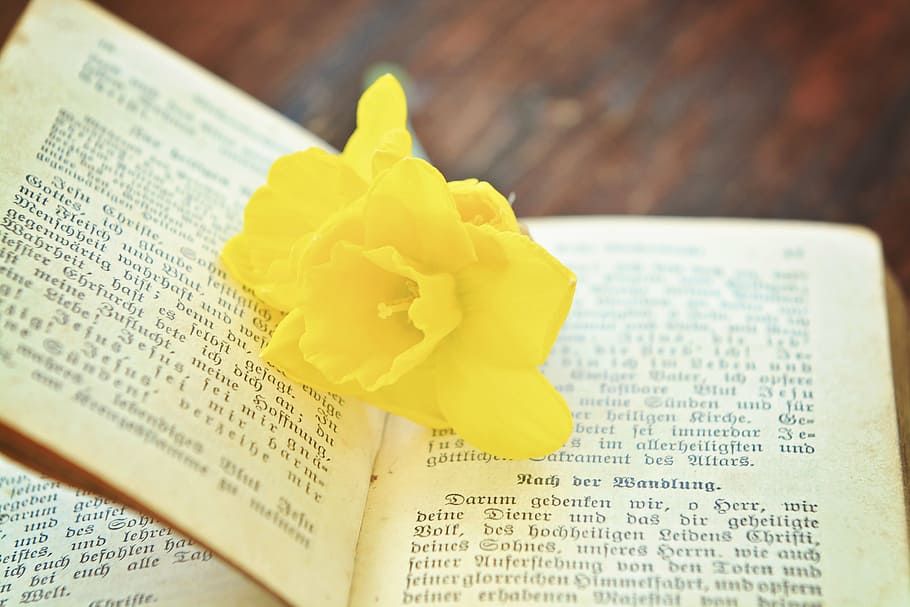 book, prayer book, old, religion, flower, narcissus, close, HD wallpaper
